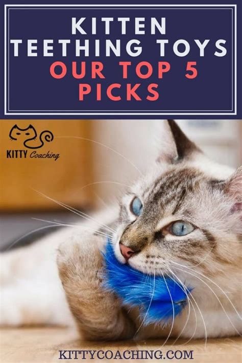 kitten toys for teething